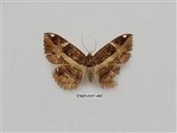 藏品(夜蛾276)的圖片